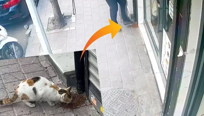 Kedilerin Mamalarını Dağıtan Gizemli Sırrı Çözülüyor