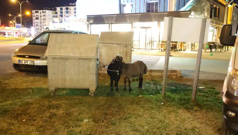 Yola Düşen Mor Karaman Koyunları: İhmal Edilen Hayvanların Dramı
