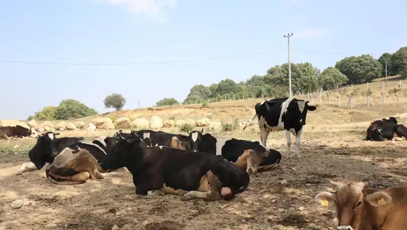 Şap Hastalığı Nedeniyle 22 Köyde Acil Giriş Çıkış Kısıtlaması Uygulandı